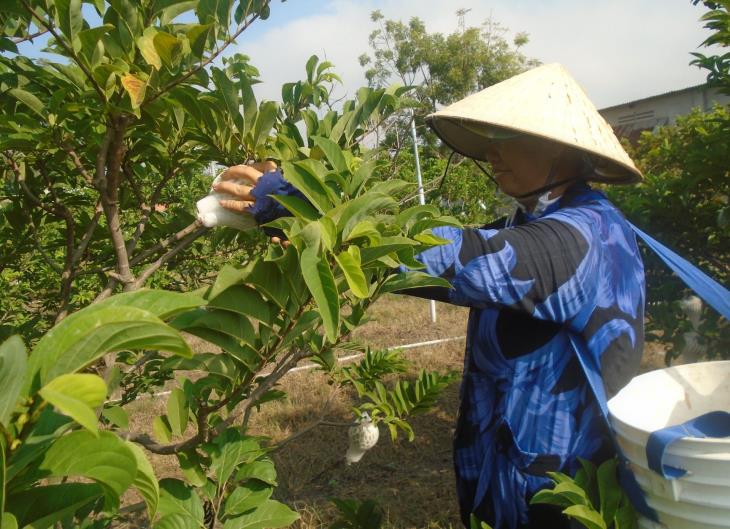 Nông dân không thiết tha tái đăng ký chứng nhận VietGAP